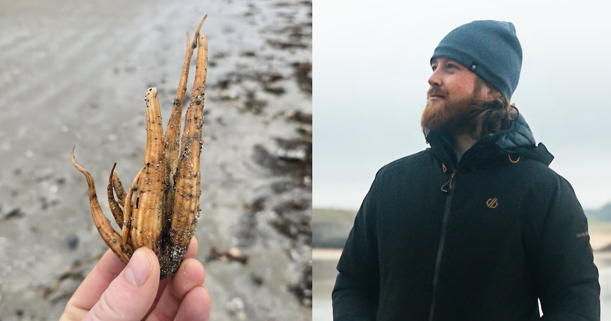 ‘Keep children and pets away’ – warning after deadly plant washes up on beach – The Irish Times