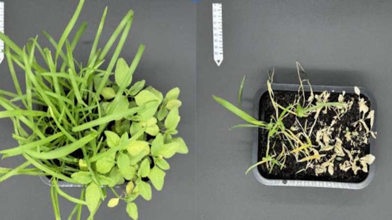 Lack Of Information Hinders Regulation Of ‘Green’ Nanopesticides – Eurasia Review