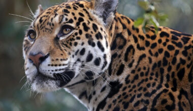 Jaguar’s Determination To Eat Melon During New Enrichment Activity Is an Inspiration to Us All