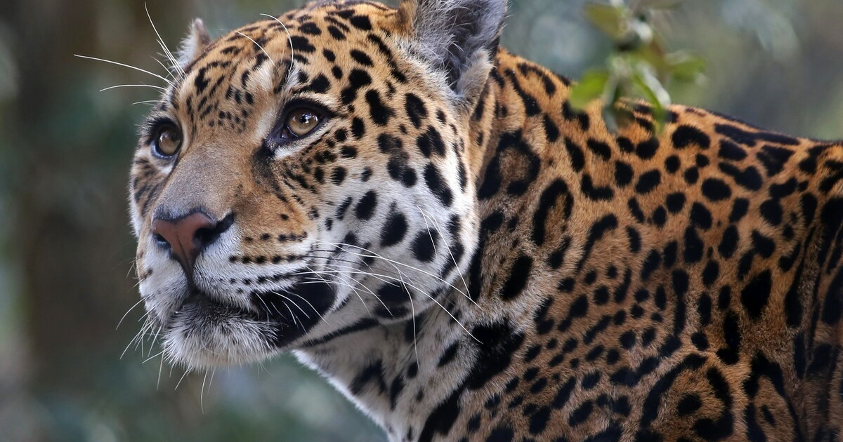 Jaguar’s Determination To Eat Melon During New Enrichment Activity Is an Inspiration to Us All
