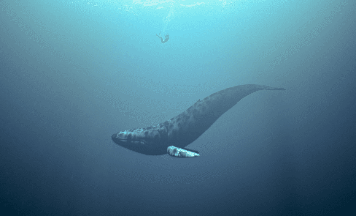 A Strange Sound Echoing Through The Ocean Leads Scientists To The Loneliest Creature On Earth