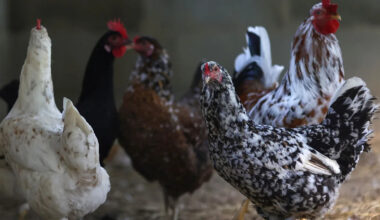 Poultry to be culled after bird flu case confirmed