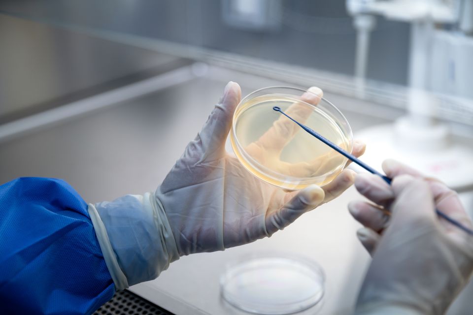 Scientists doing scientific experiments in the biosafety cabinet of the laboratory .