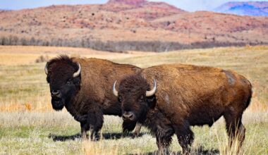 5 Wild Animal Hotspots in Oklahoma