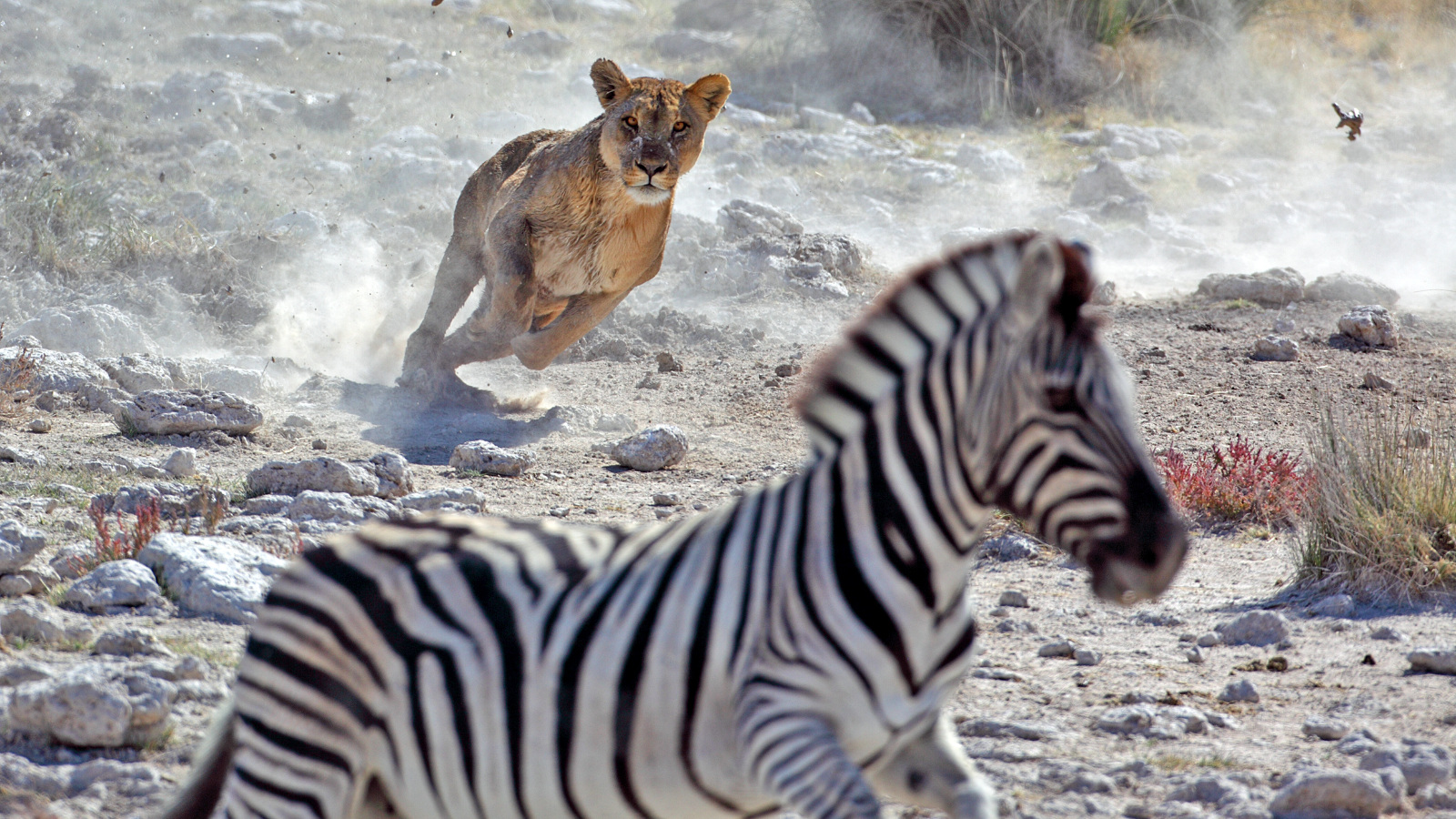 African lion hunting a zebra