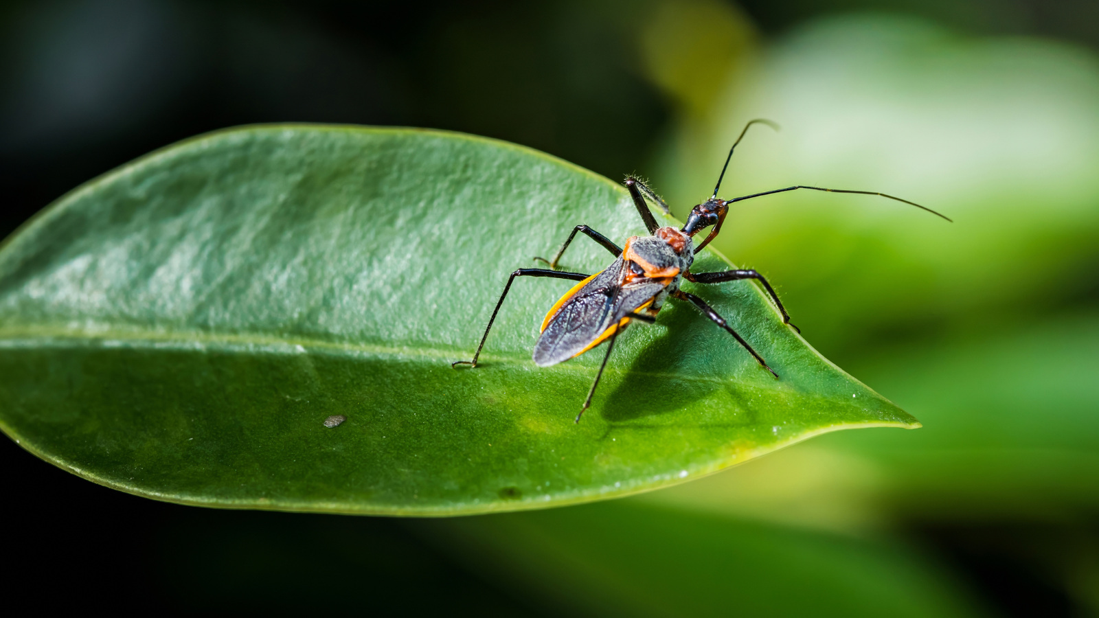 close up view of assassin bugs