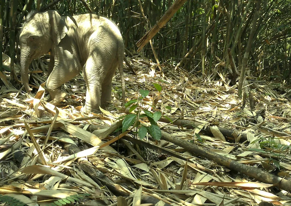 a small elephant in a forest looks back at a camera
