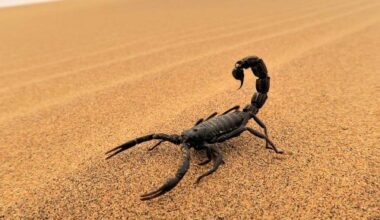 b5256fc458d88f06c4ba81c7bf1becbe