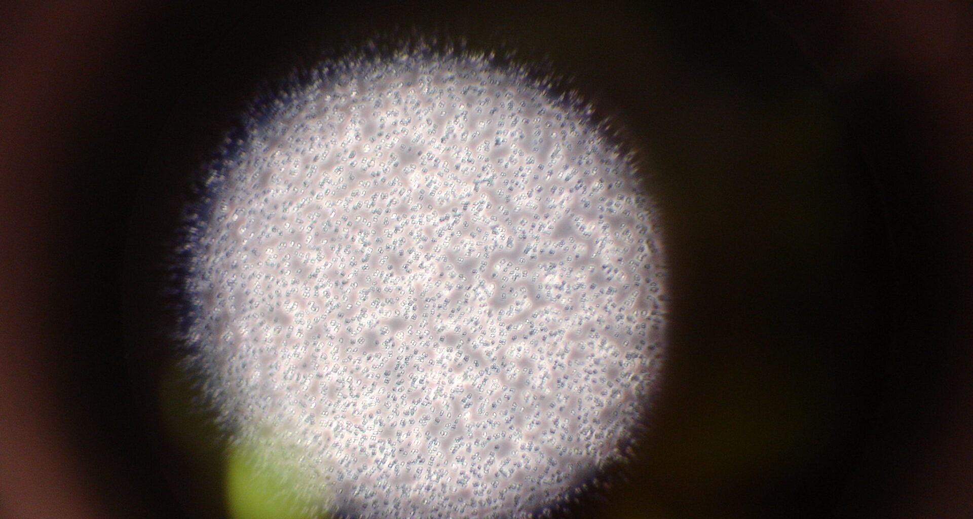 Colombian Chemist Discovers How Bacteria’s Natural UV Protection Works