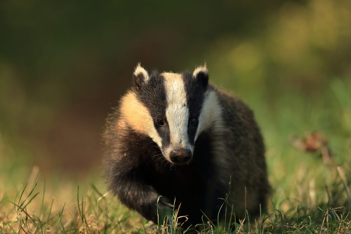 The European badger, also known as the Eurasian badger, is a badger species in the family Mustelidae native to almost all of Europe and some parts of Western Asia.