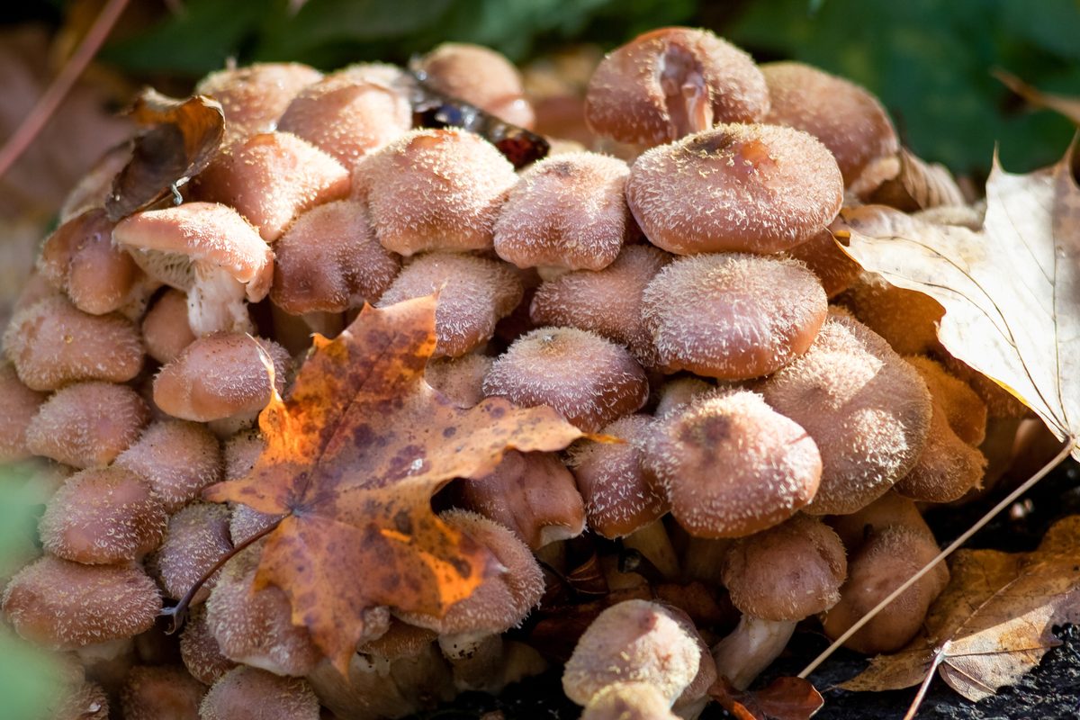 Armillaria ostoyae.