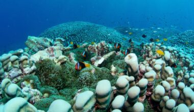 Great Barrier Reef: World’s largest coral colony discovered off Australian coast by mother-daughter team