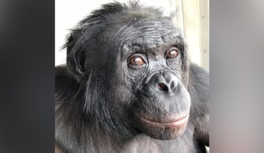 Can apes play pretend? Scientists use an imaginary tea party to find out