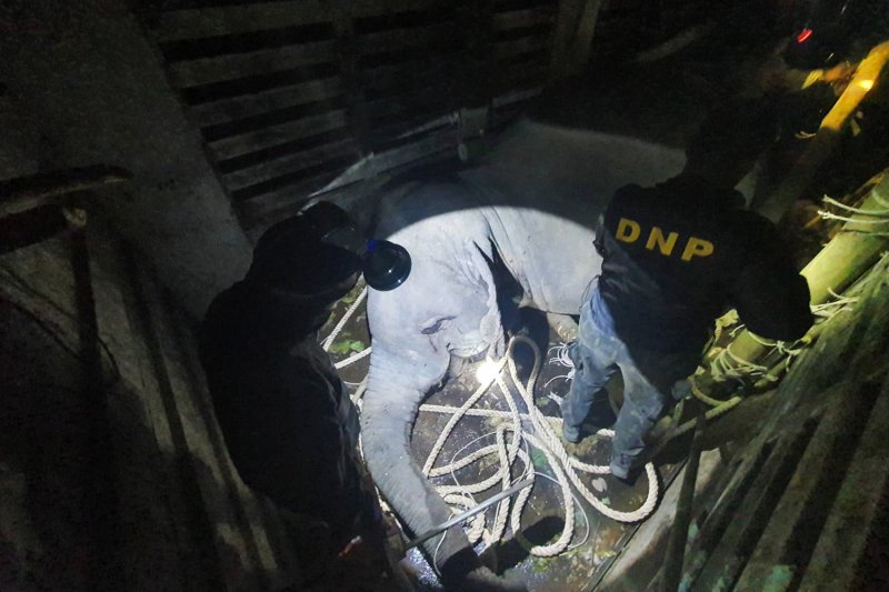 Officials of the Department of National Parks, Wildlife and Plant Conservation check on Seedor Hu Pub, a wild elephant who died while being relocated from Khon Kaen to Loei on Tuesday night. (Photo: Department of National Parks, Wildlife and Plant Conservation)