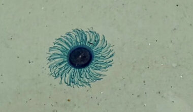 Blue button jellyfish close Similan beach to swimmers Bangkok Post Learning