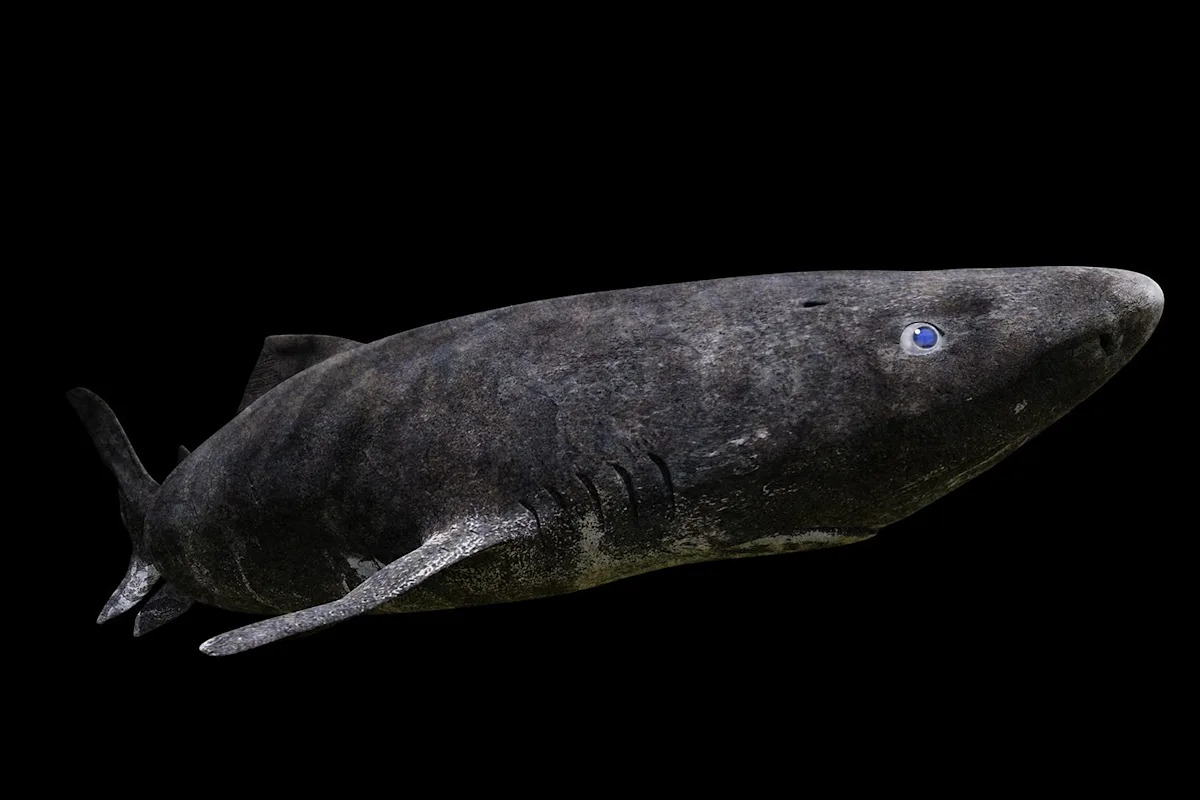 Deep Sea Creature Shocks Scientists by Appearing in Antarctic Waters for the First Time