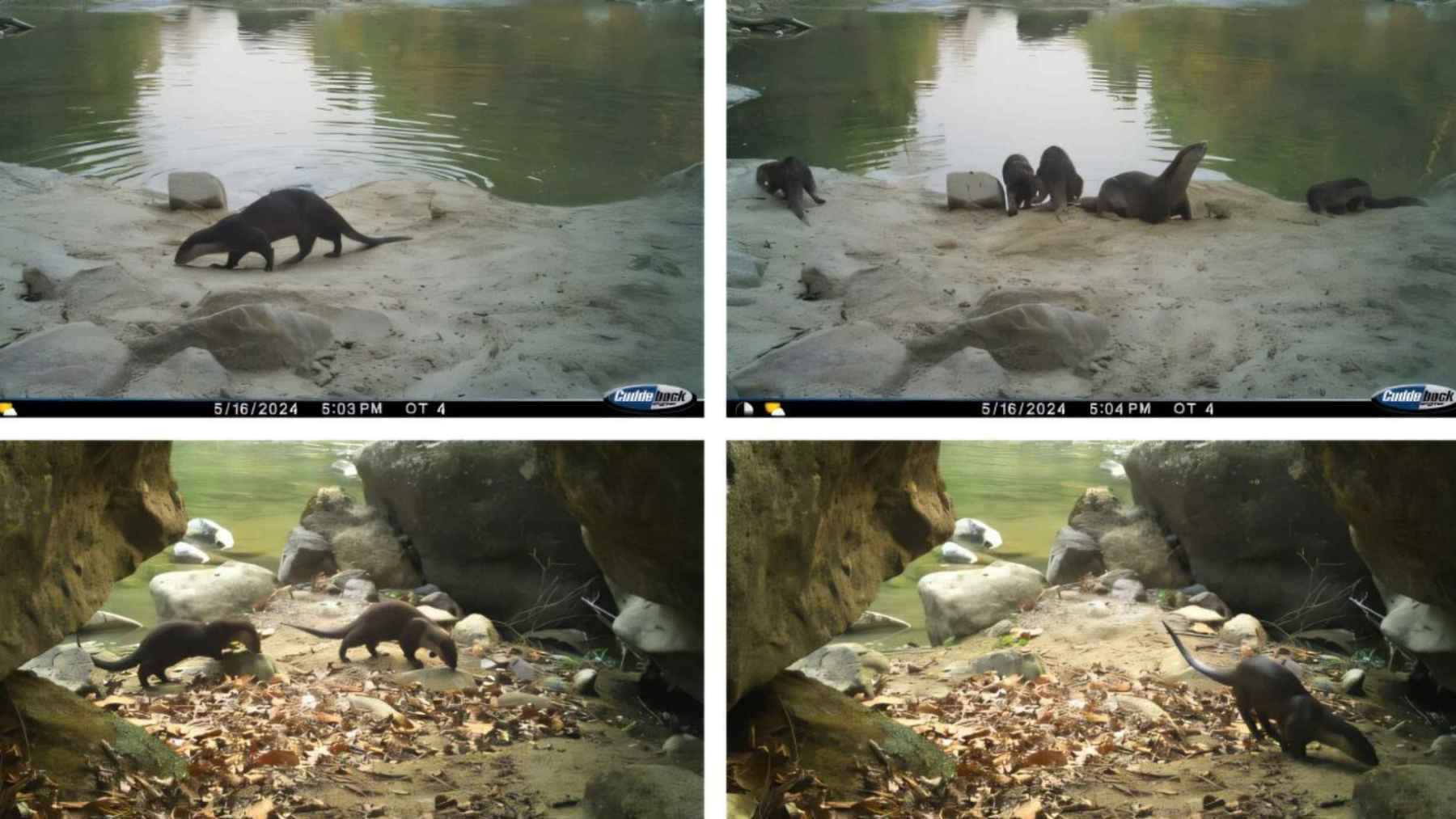 Camera-trap collage shows smooth-coated otters along a riverbank in Nandhaur Wildlife Sanctuary during a tiger survey in May 2024.