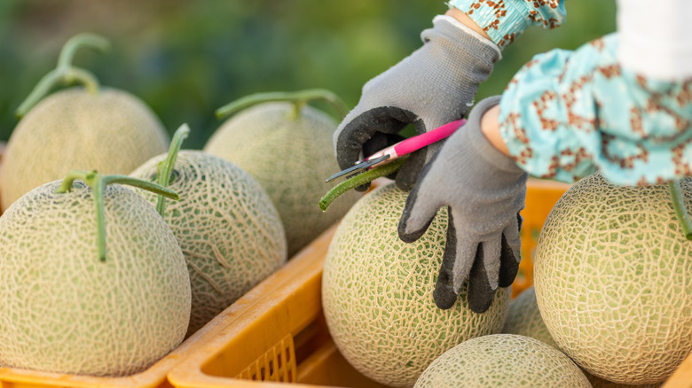 Hands holding a cantaloupe from a freshly picked bunch