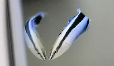 Cleaner wrasse show self awareness in stunning mirror experiments