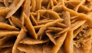 Close Up View Of A Sample Of Desert Roses