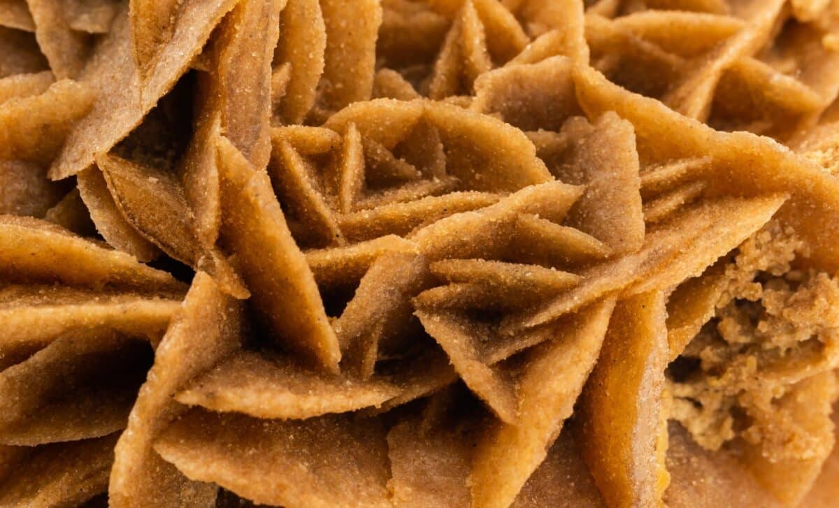 Close Up View Of A Sample Of Desert Roses