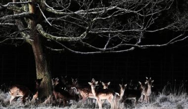 Cold snap expected this week with temperatures dropping to -3