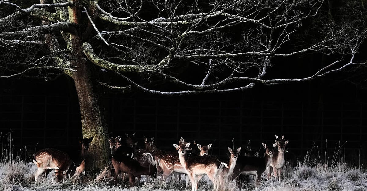 Cold snap expected this week with temperatures dropping to -3