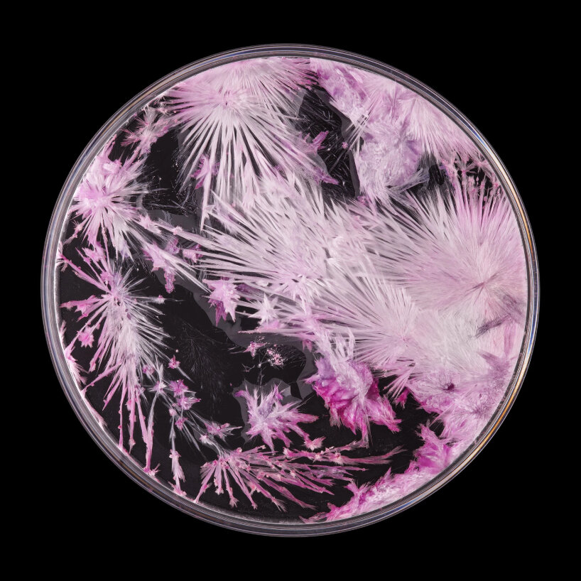 crystal garden seasons