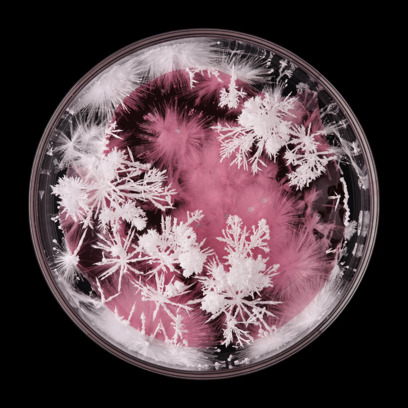 crystal garden seasons