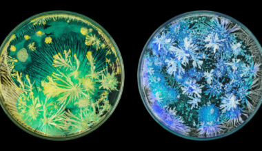 crystals show how they grow within a garden of glass petri dishes