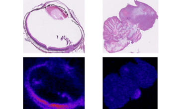 Inner retina of birds functions without oxygen