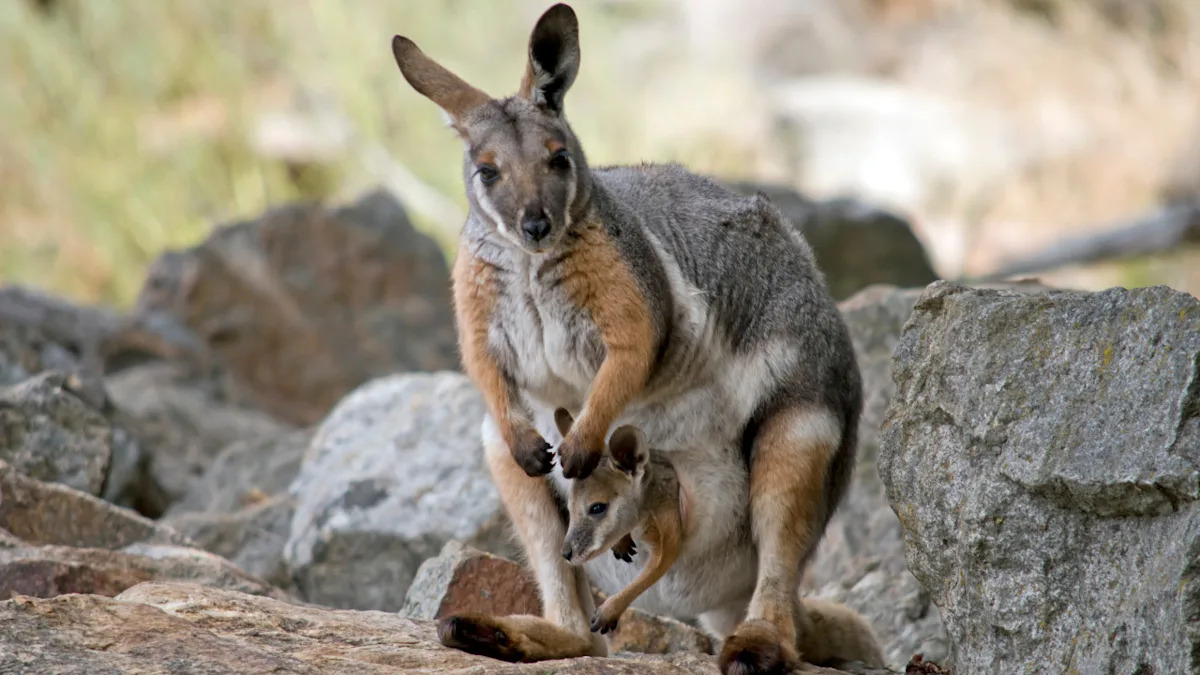 Tiny Baby Wallaby Falling Out of Mom's Pouch Is the Most Chaotic Morning Walk Surprise