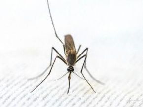 Benin Seeks Stronger Response to Malaria With New National Agency