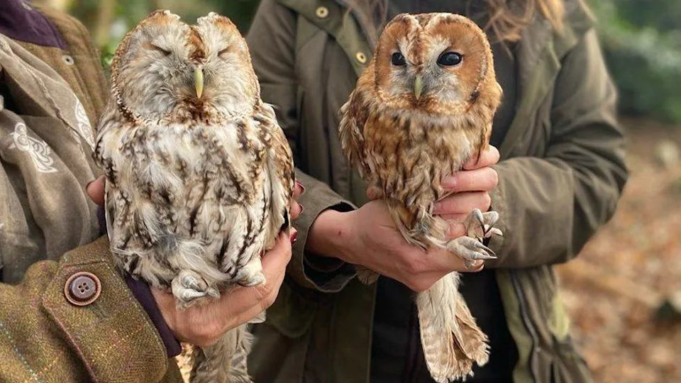 Snowball and Wotsit tawny owls. They are being held by two women who are wearing coats, but only their torsos are in the image. One owl has its eyes shut, the other's are open.
