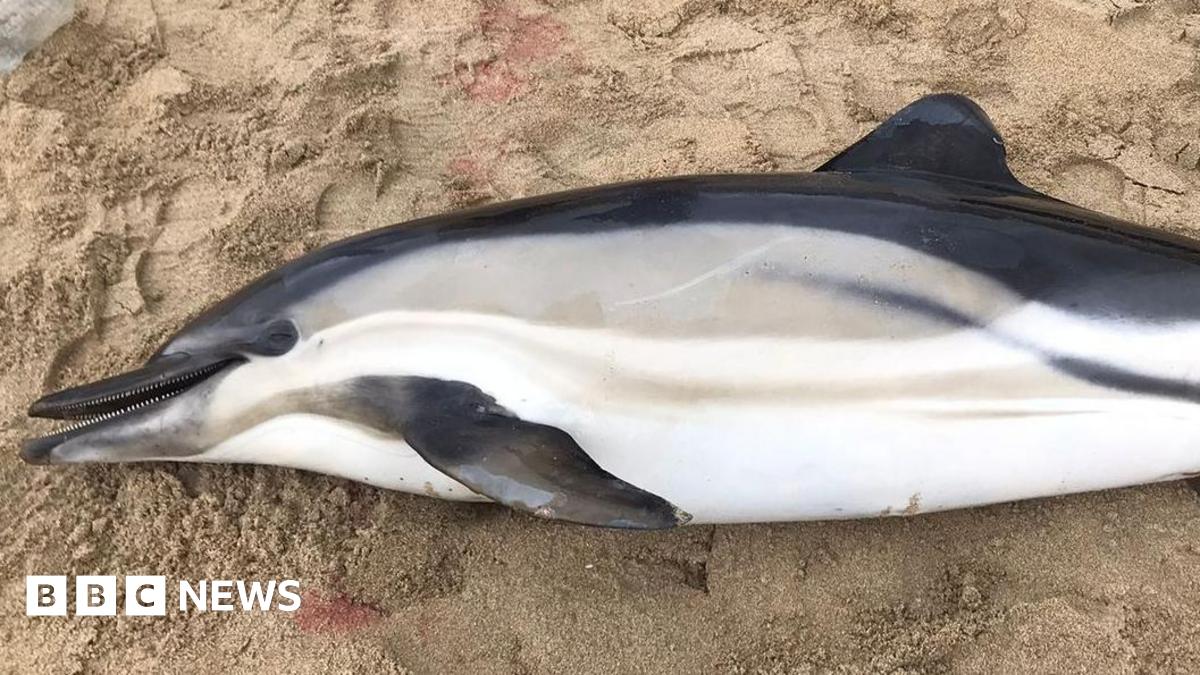 The body of a deceased dolphin on its side on a beach. The picture shows the animal has a missing tail.