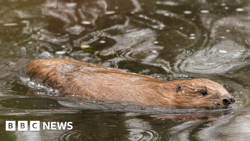 'Engineer' beavers released into the wild - BBC