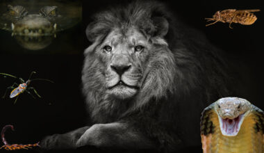 deadliest animals worldwide to humans