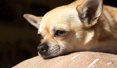 Potential Pandemics: Canine Coronavirus, Influenza D