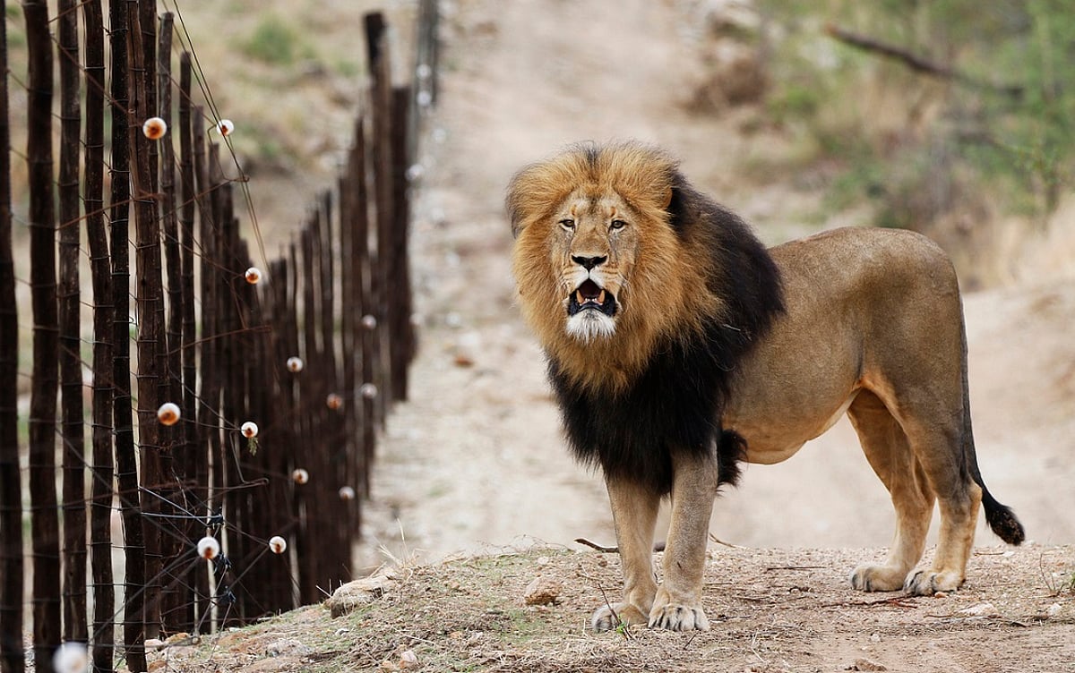 Study Suggests Removing Fences in Southern Africa to Benefit Wildlife and Livestock