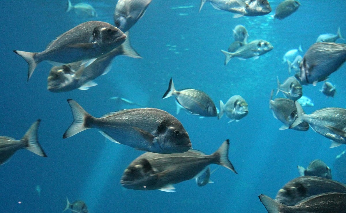 Study Reveals Slowed Ecosystem Turnover Despite Rising Temperatures