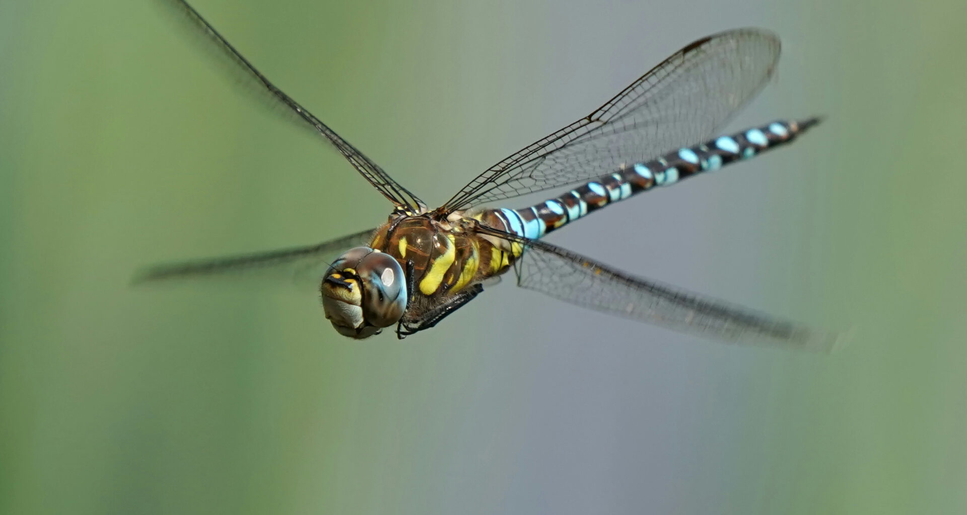 Some animals “see the world" more quickly than others - News & Events