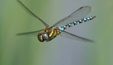 Some animals “see the world" more quickly than others - News & Events