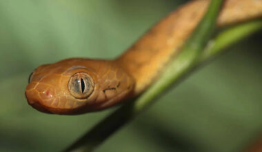 Elusive Invader: Guam’s Brown Tree Snake Problem