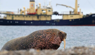 Watch a 3,000-Pound Walrus Brutally Shred a Rubber Dinghy With Its Tusks