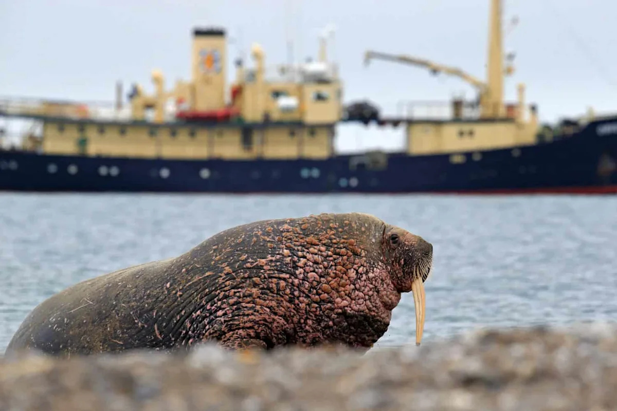 Watch a 3,000-Pound Walrus Brutally Shred a Rubber Dinghy With Its Tusks