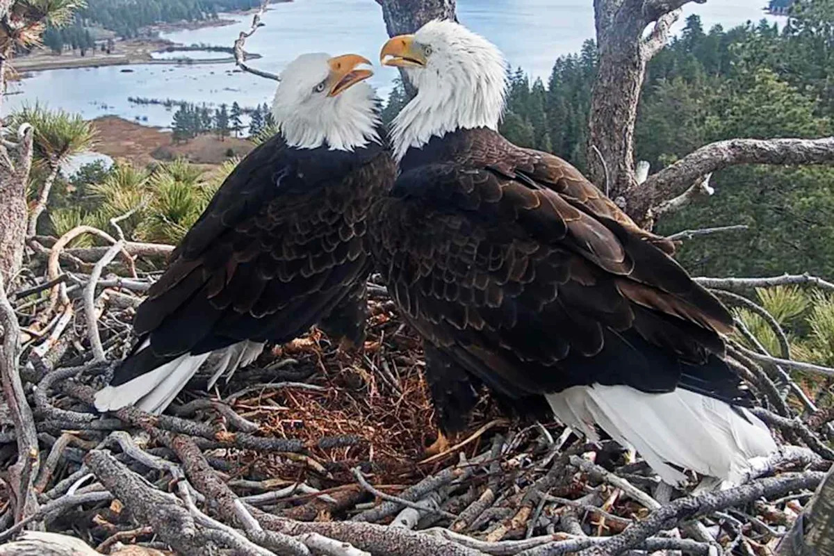 Animal Lovers Race to Protect Bald Eagle Couple's Nesting Grounds from Nearby Development as $10M Deadline Nears