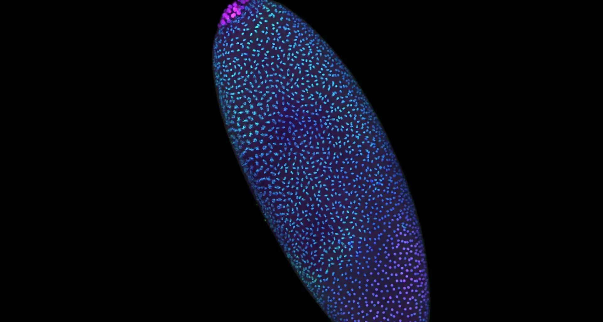 Stunning 3D maps reveal DNA is structured before life “switches on”
