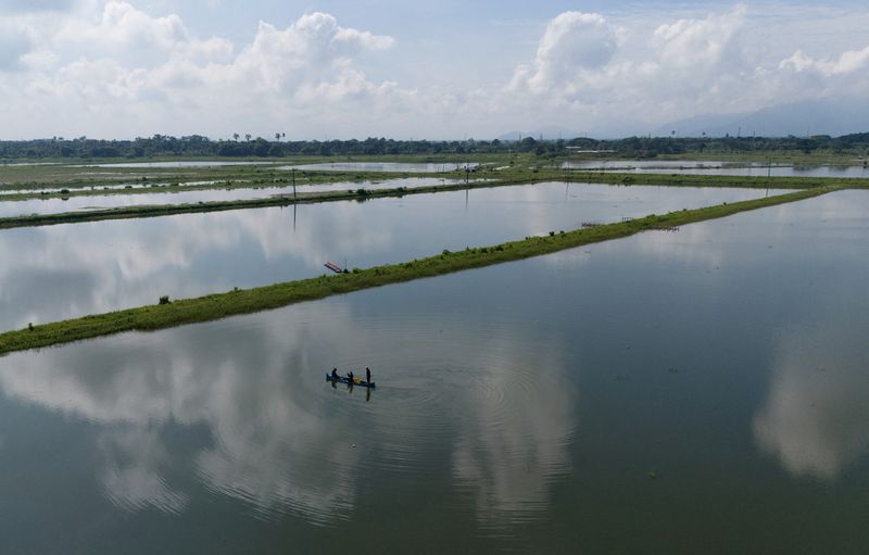 Ecuadorean shrimp sales rebound in 2025, surpass oil exports-producers' association