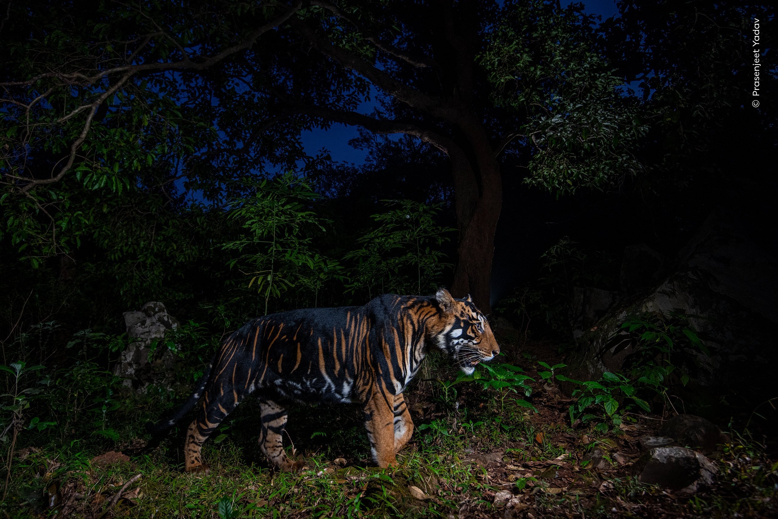 A tiger with wide, dark stripes strides through the jungle in India.