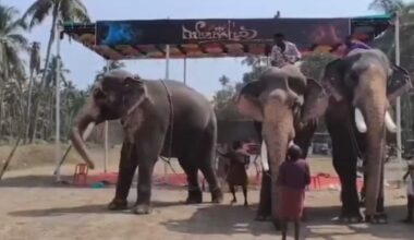 A screengrab showing Cherpulassery Ananthapadmanabhan (L) pushing away its mahout (not in picture) during the 'thalappokkam' (head-lifting) contest in Guruvayur. Photo: Special arrangement